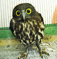学ぼう!山梨の野生鳥獣